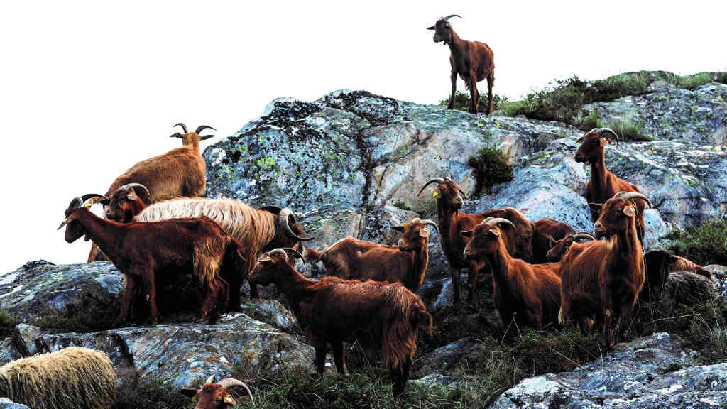 Exemplares de cabras galegas autóctonas cos que traballa a asociación de Gandeiros da raza Cabra Galega (Capriga).