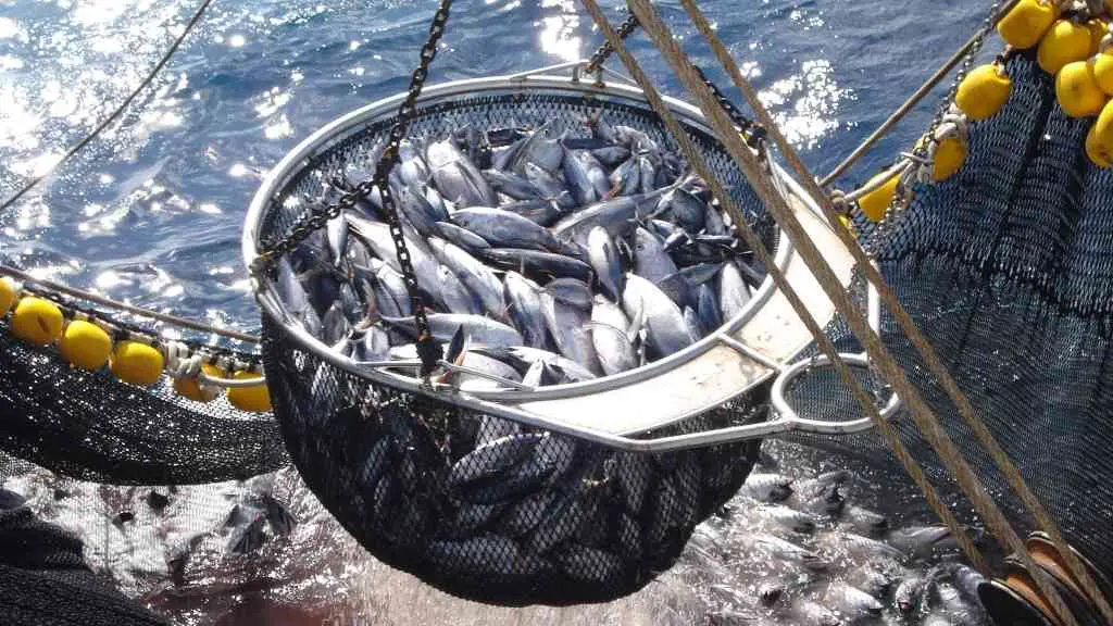 A reduci&oacute;n ou mesmo a supresi&oacute;n do IVE para os produtos pesqueiros &eacute; unha vella demanda dos pescadores galegos (Foto: OPAGAC).