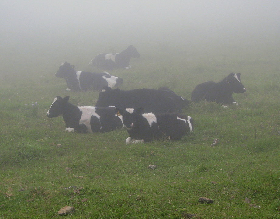 Explotación de gando bovino en réxime extensivo. (Foto: Nós Diario)