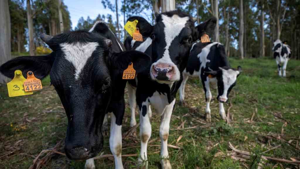 Os produtores denuncian que están a vender o leite a perdas (Foto: Xunta da Galiza).