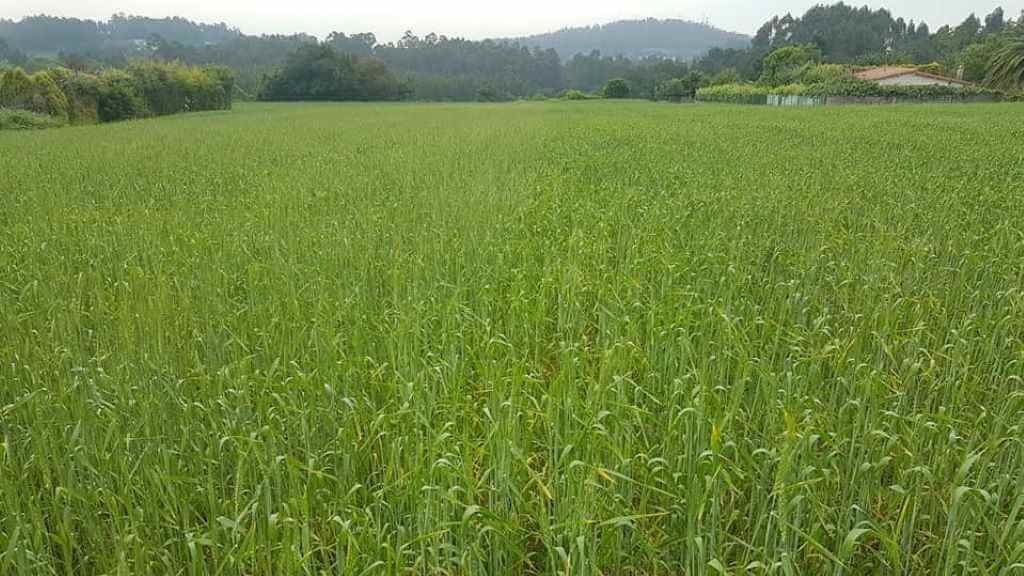 Campo de trigo do país, nunha explotación en Abegondo. A produción podería verse incrementada coa irrupción do selo Pan Galego (Foto: Procegal).