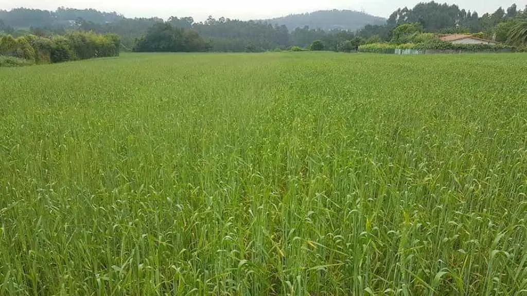 Campo de trigo do pa&iacute;s, nunha explotaci&oacute;n en Abegondo. A produci&oacute;n poder&iacute;a verse incrementada coa irrupci&oacute;n do selo Pan Galego (Foto: Procegal).