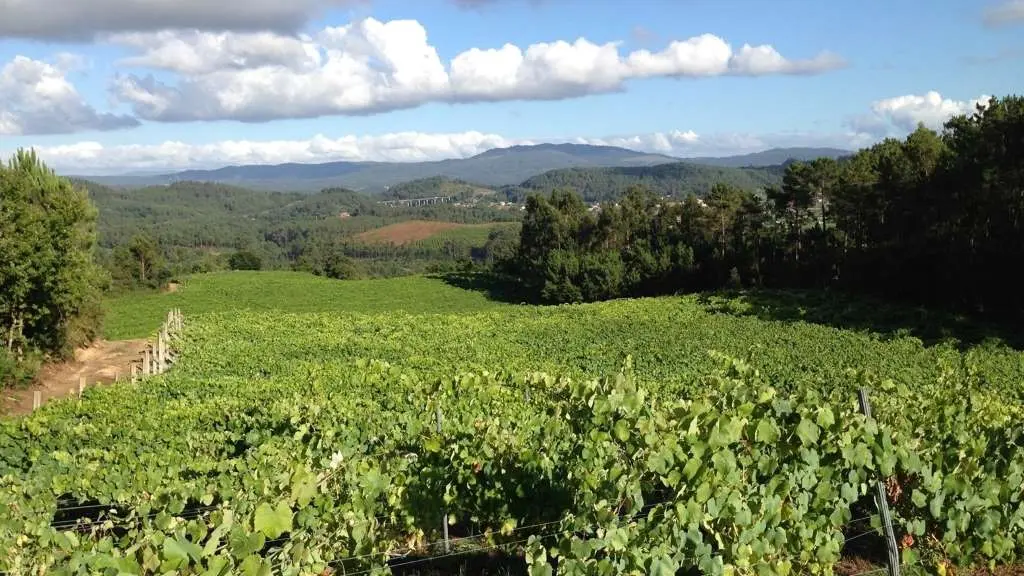 Vista da vi&ntilde;a Pedralonga, en Caldas de Reis (Foto: Miguel Alfonso Font&aacute;n).
