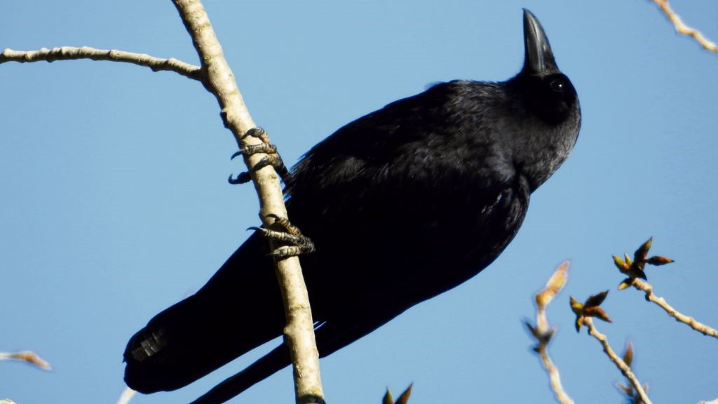 A cor negra é unha constante no corvo, plumaxe, patas e peteiro.