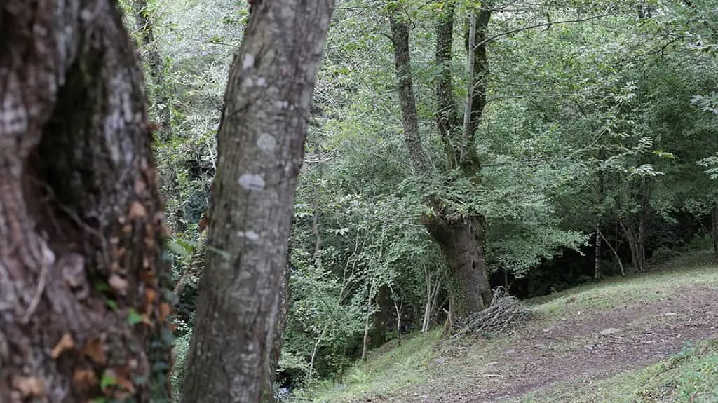 Fraga de casti&ntilde;eiros na Ribeira Sacra (Foto: EP).