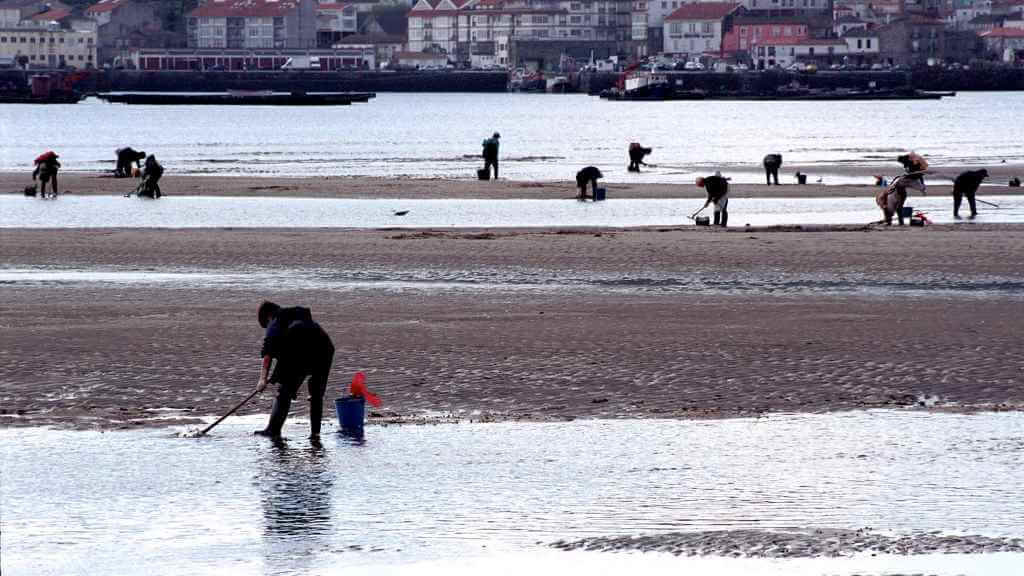 Os bancos marisqueiros víronse afectados pola falla de depuración e de control sobre as augas dos ríos que verten na ría de Arousa (Foto: Xunta da Galiza).