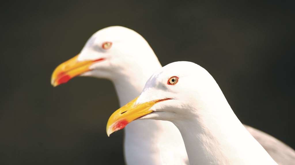 Exemplares de gaivotas. (Foto: Ramsés Pérez)