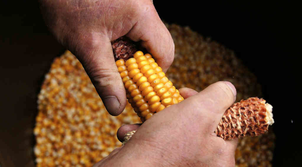 O prezo do cereal é chave para o sector agrogandeiro galego. (Foto: Xoves Photo)