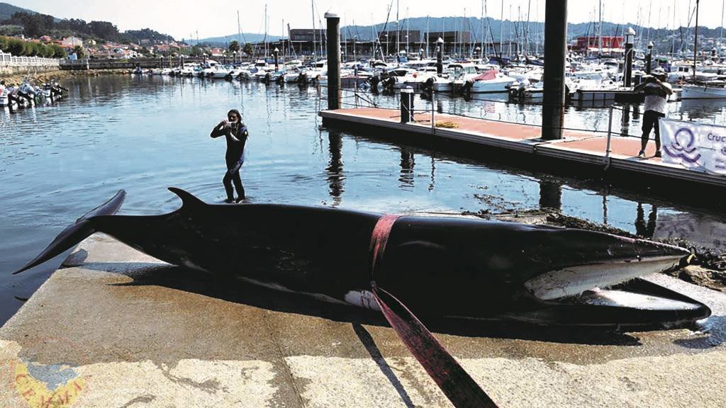 Balea alibranca de case seis metros e medio foi varar a semana pasada a Combarro, na ría de Pontevedra, onde faleceu. (Foto: Cemma)