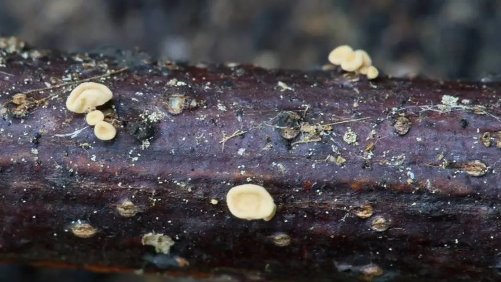Aspecto do fungo achado en Cortegada polo persoal investigador. (Foto: USC)