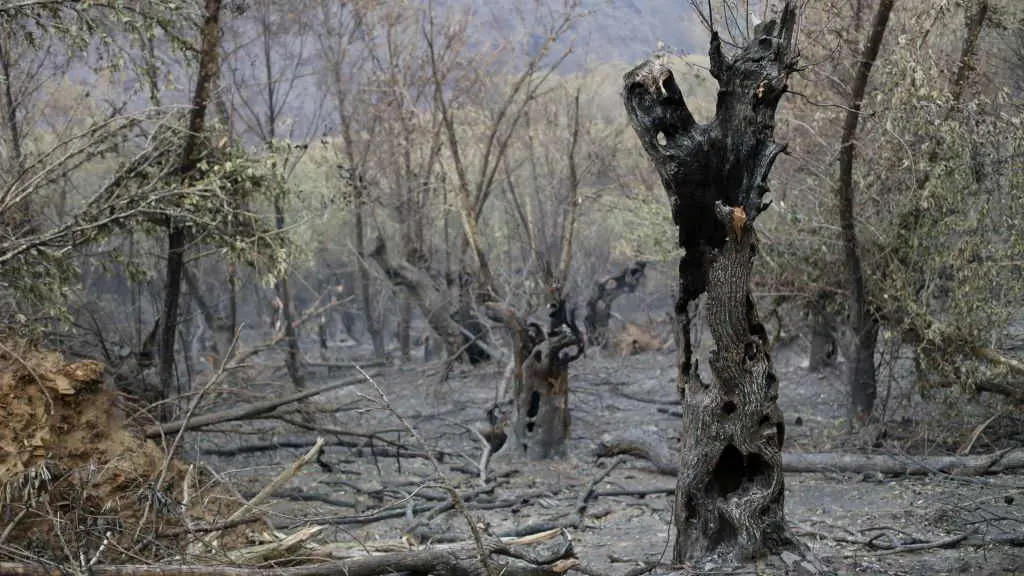 Zona vexetal afectada polo incendio de Folgoso do Courel o pasado 18 de xullo. (Foto: Carlos Castro / Europa Press).