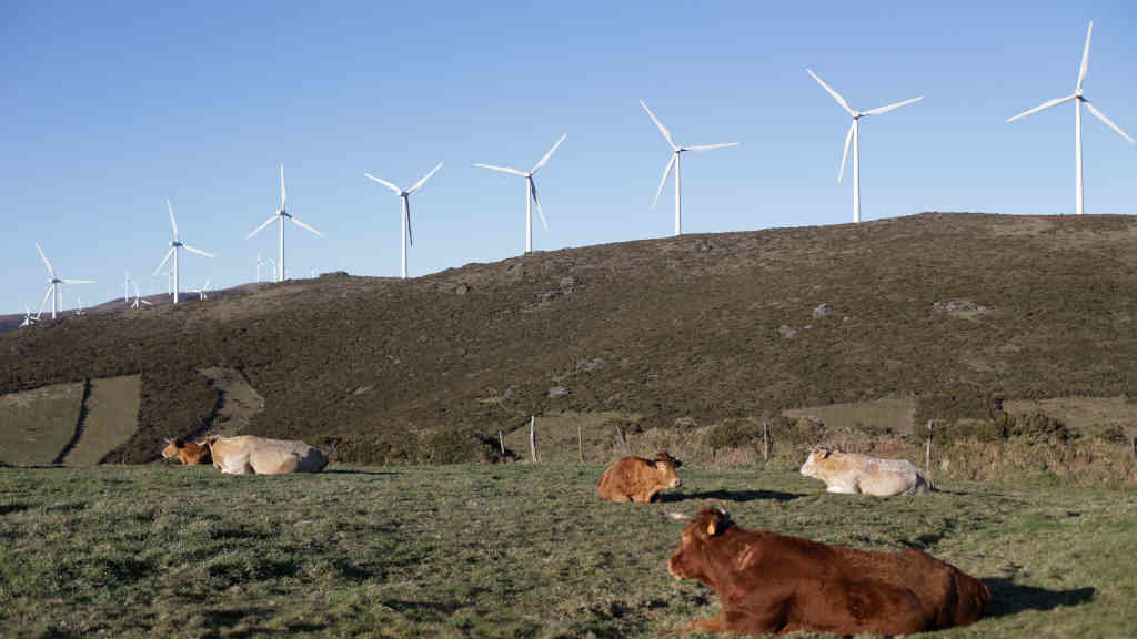 Vacas repousan ao pé dunha fileira de muíños eólicos na Serra do Xistral, no municipio de Abadín, na comarca da Terra Cha (Foto: Carlos Castro / Europa Press).