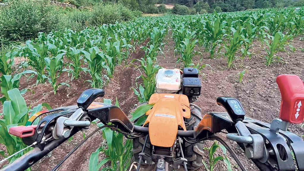 A Comunidade de Montes Veciñais de Baroña, no municipio de Porto do Son, está a recuperar a produción de millo (Foto: CMVMC de Baroña).