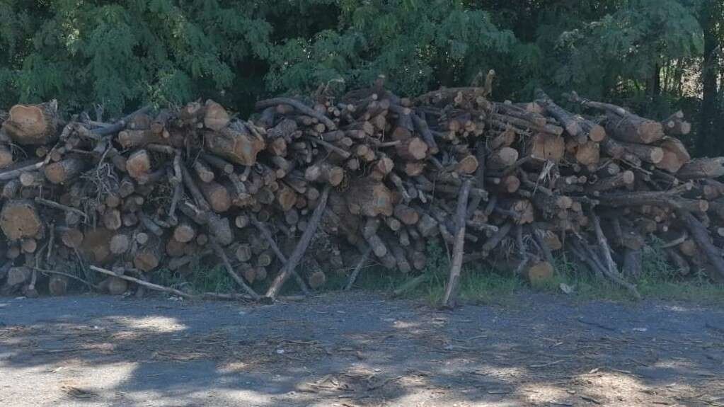 Parte da madeira incautada. (Foto: Garda Civil)