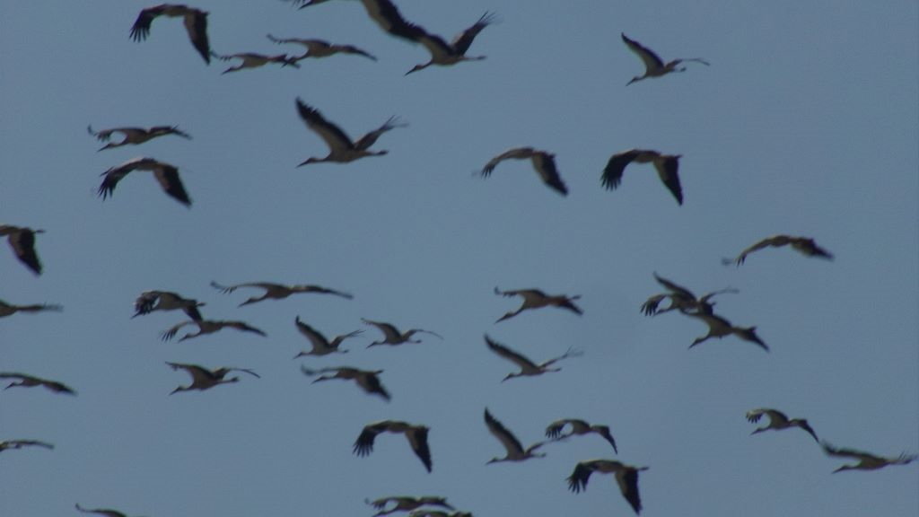 Bandada de aves migratorias. (Foto: Europa Press).