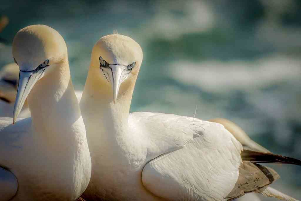 Os mascatos son aves mariñas de plumaxe branca habituais do Atlántico norte, onde adoitan formar colonias de miles de parellas (Foto: Europa Press).