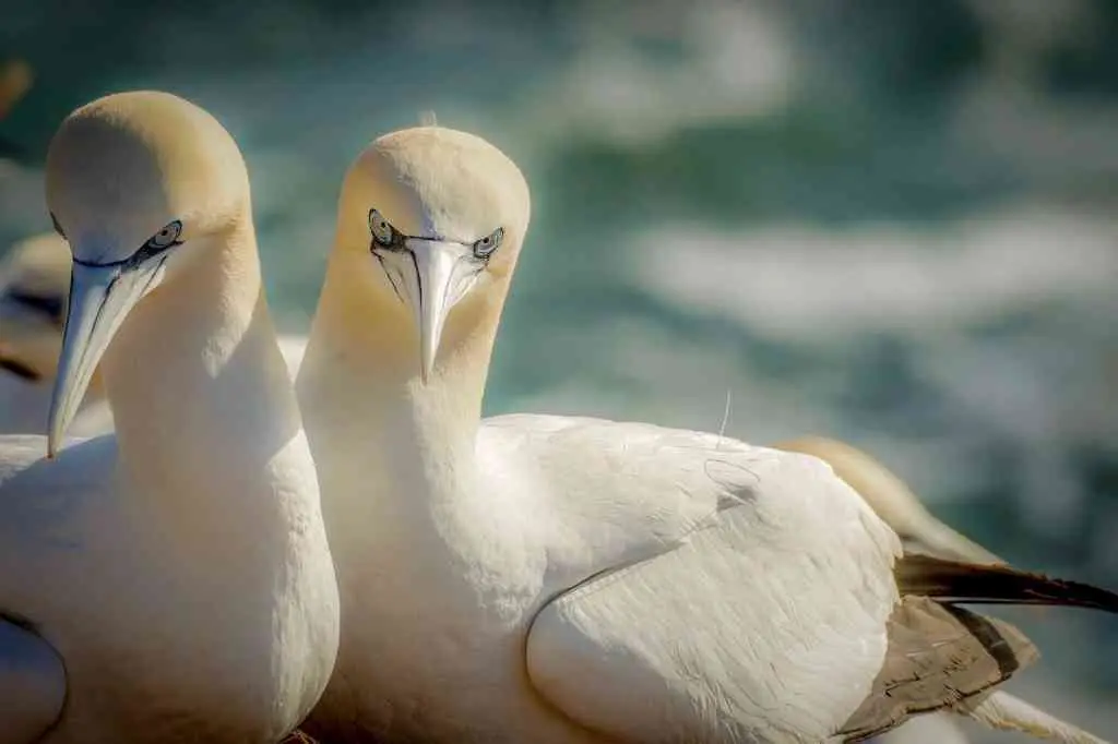 Os mascatos son aves mari&ntilde;as de plumaxe branca habituais do Atl&aacute;ntico norte, onde adoitan formar colonias de miles de parellas (Foto: Europa Press).