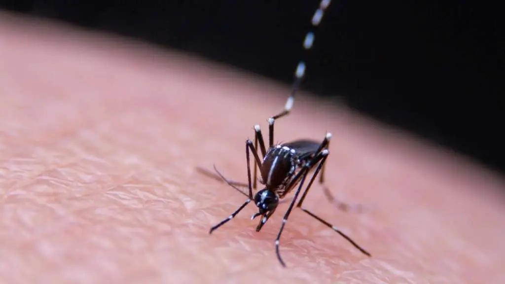 A malaria transm&iacute;tese a persoas humanas a trav&eacute;s da picada do mosquito. (Foto: N&oacute;s Diario)