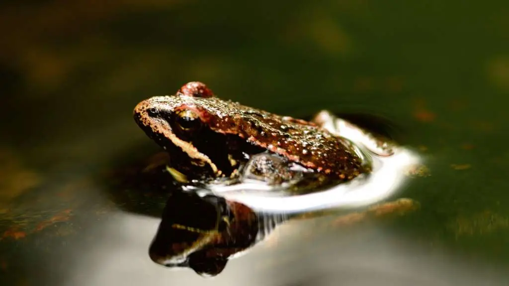 Como n&oacute;s, a ra dos regos aproveita a sombra do r&iacute;o Lor.