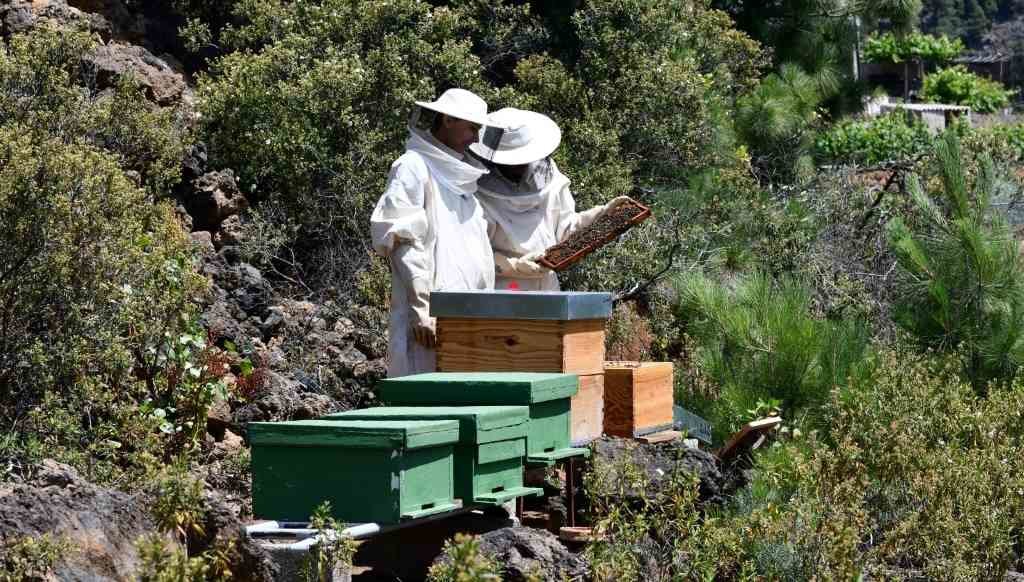 A mortalidade das abellas do país aumentou máis de 30% nas últimas décadas. (Foto: Europa Press)