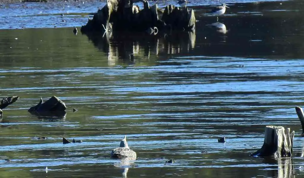Aumenta o n&uacute;mero de aves mortas por botulismo na Galiza. (Foto: Adega)