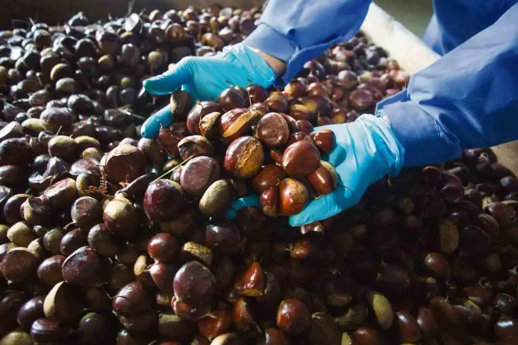 A tempada de recolecci&oacute;n de casta&ntilde;as comeza a finais de outubro e contin&uacute;a todo novembro.