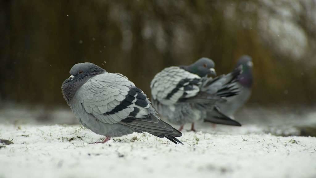 As pombas infectadas en Jersey están a ser sacrificadas. (Foto: Wirestock)