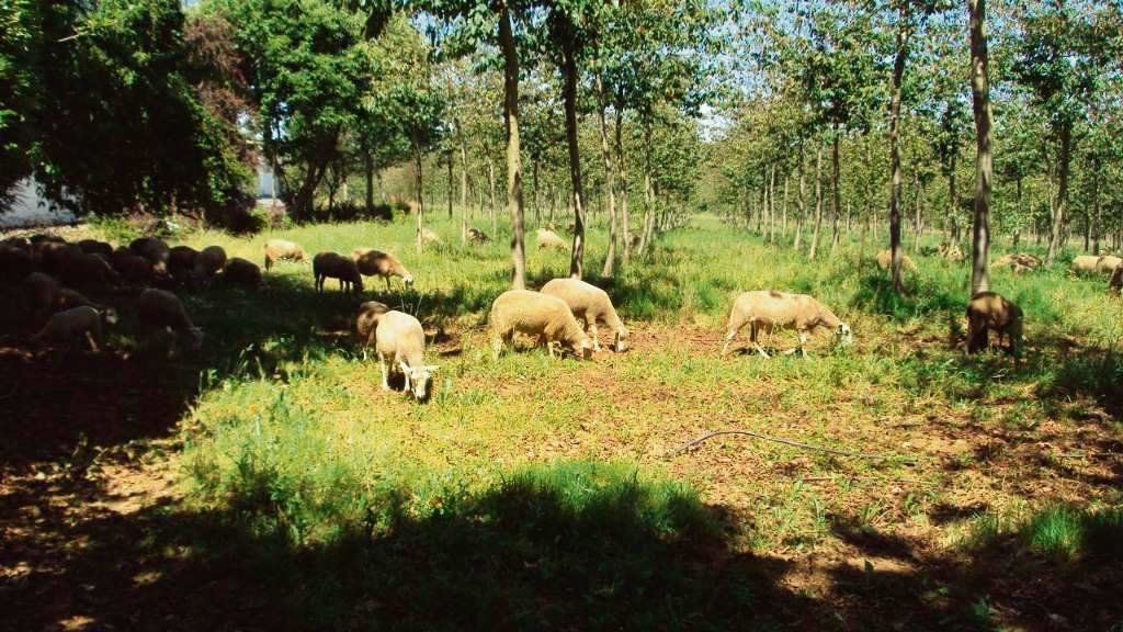 O proxecto Bosques Naturais reconverteu en forestal un territorio agrícola ao que acabou sumando o pastoreo. (Foto: Bosques Naturales)