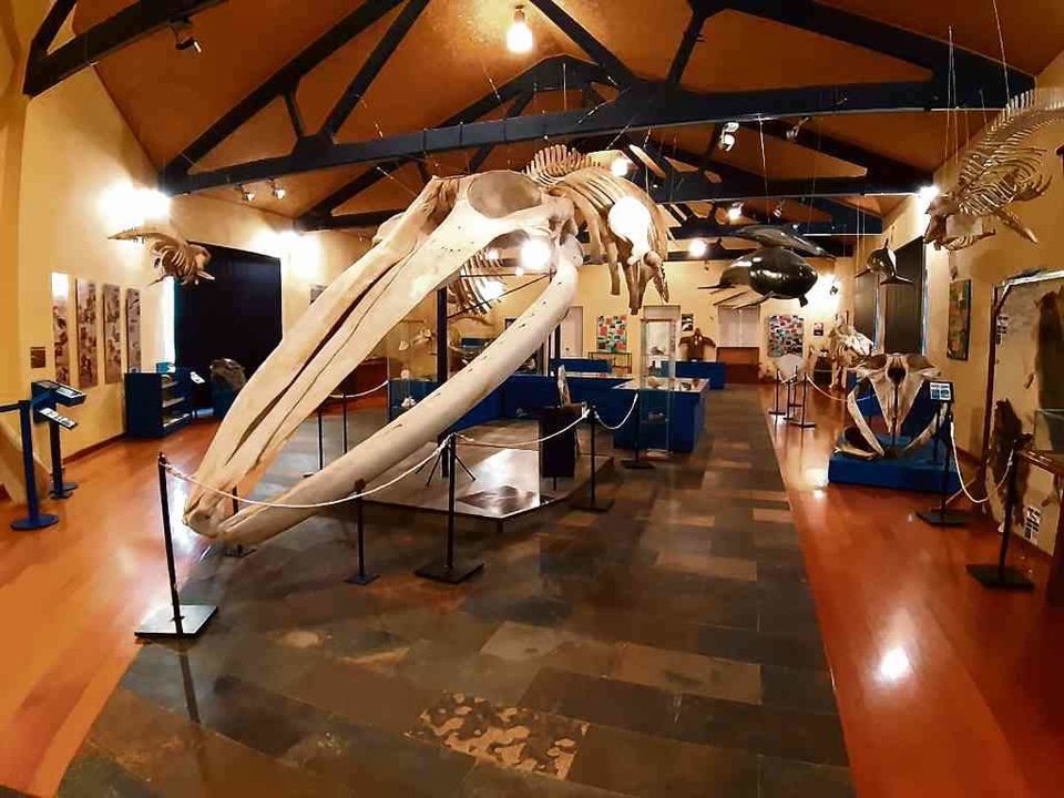 Unha sala do Museo de Historia Natural, en Ferrol.