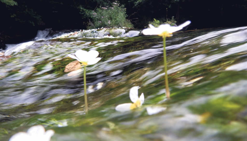 Poema ranuncular, unha fermosa flor que se pode ver nos ríos (Foto: Ramsés Pérez).