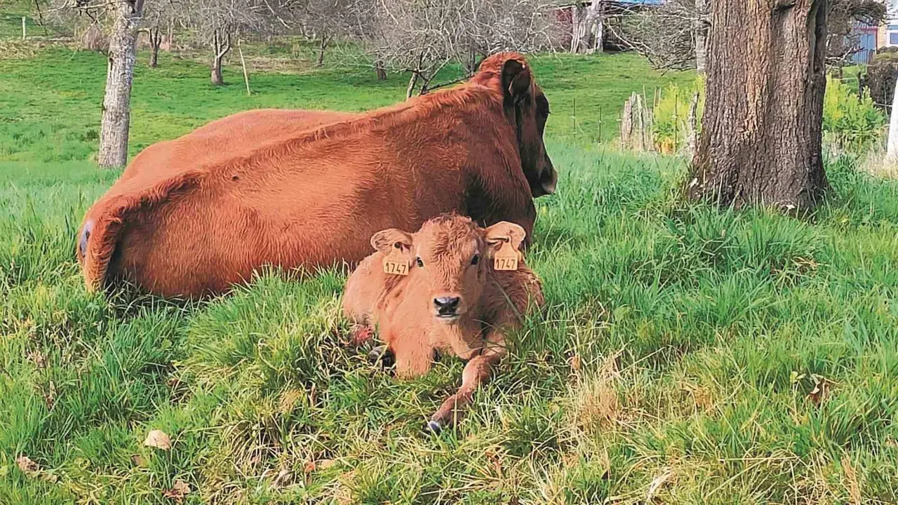 O pacto verde europeo exixe que 25% da terra agraria sexa explotada en ecol&oacute;xico en 2030 (Foto: Europa Press).