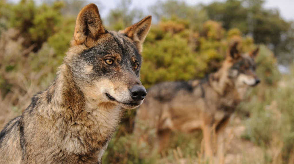 Exemplar de lobo ibérico (Foto: WWF).