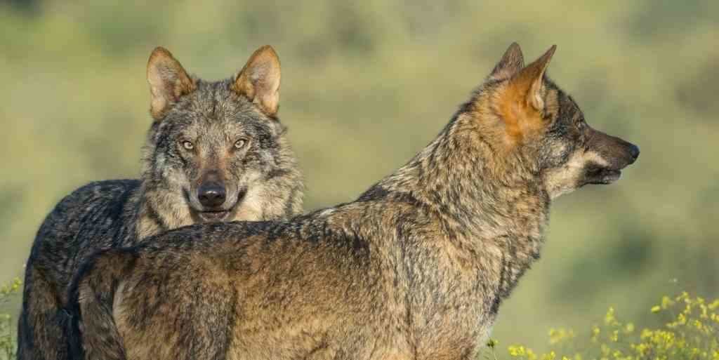 Adega advirte do aumento da mortalidade do lobo debido á caza e ao furtivismo. (Foto: Europa Press)