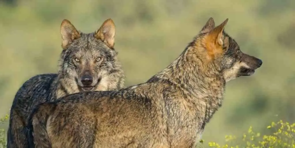 Adega advirte do aumento da mortalidade do lobo debido &aacute; caza e ao furtivismo. (Foto: Europa Press)