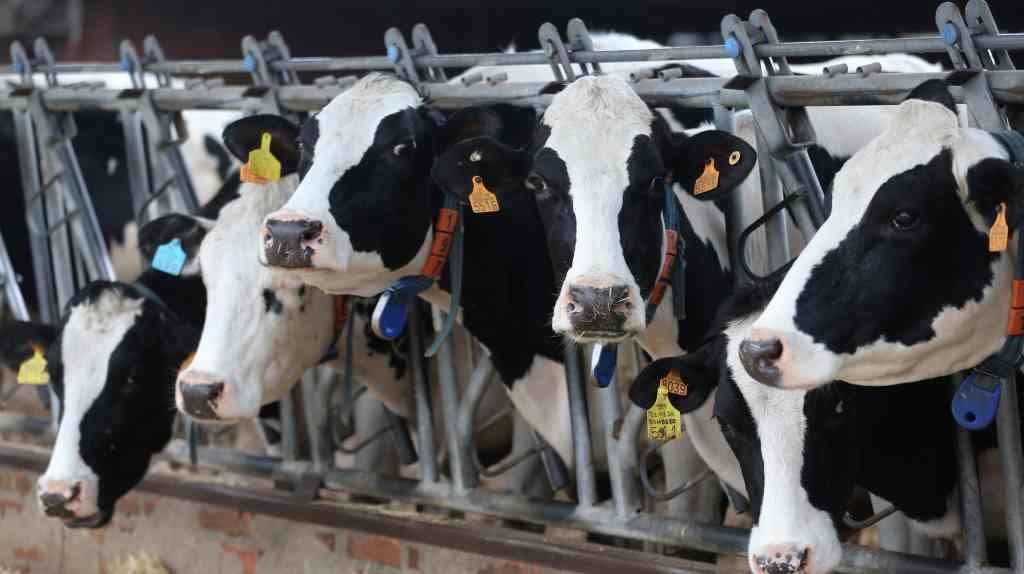 O sector gandeiro é o responsábel do aumento das emisións de metano e aluminio. (Foto: Europa Press)