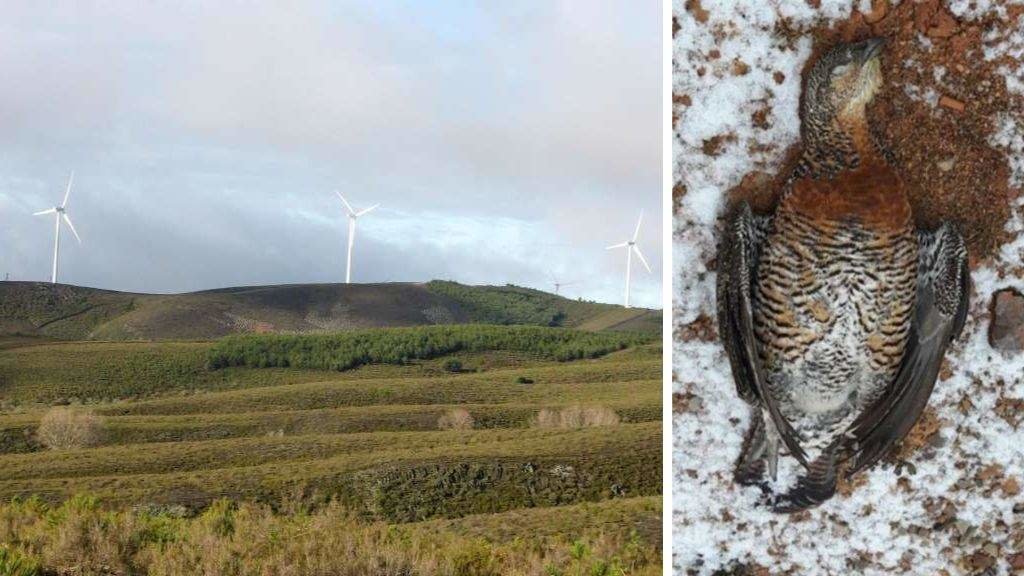 Á esquerda, o parque eólico Omaña, en León; á dereita, unha pita do monte aparecida morta aos pés dun muíño na mesma zona en 2017. (Fotos: SEO/Birdlife)