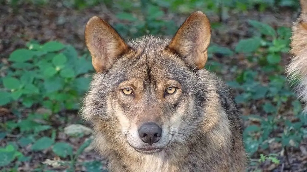 Exemplar de lobo. (Foto: CSIC)