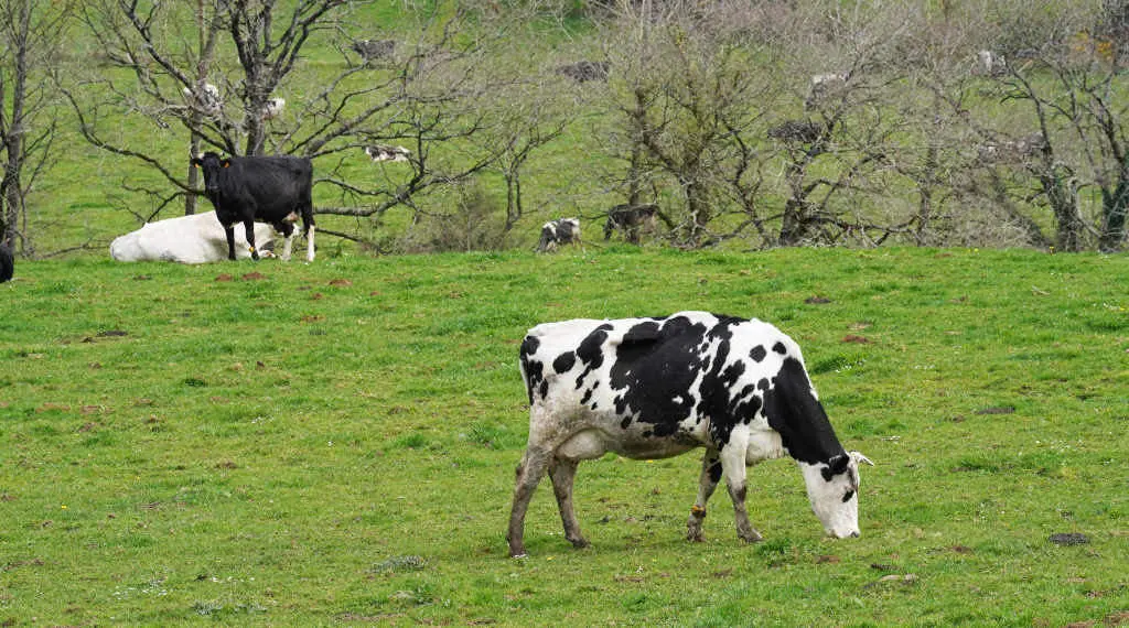 Granxa ecol&oacute;xica en Xanceda. (Foto: &Aacute;lvaro Ballesteros / Europa Press).