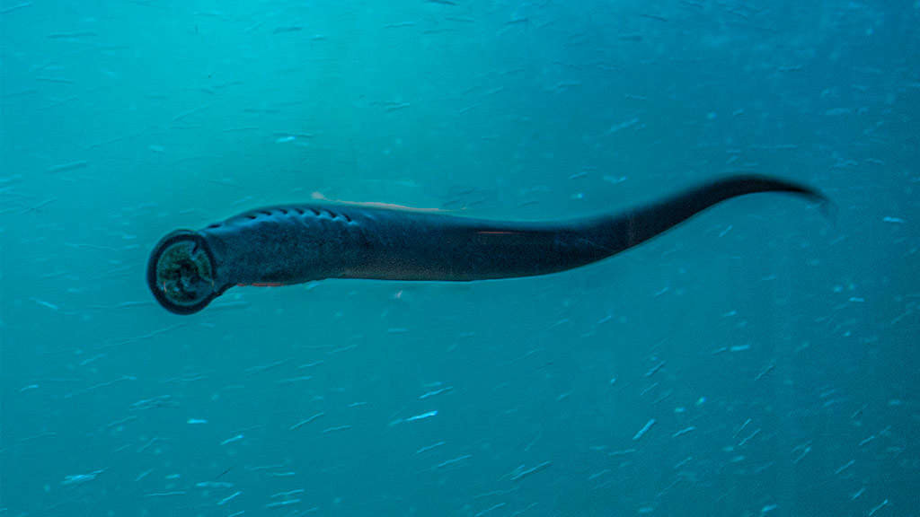 A lamprea leva habitando nos ríos da Galiza desde hai máis de 500 millóns de anos, moito antes da existencia da especie humana (Foto: Nós Diario).