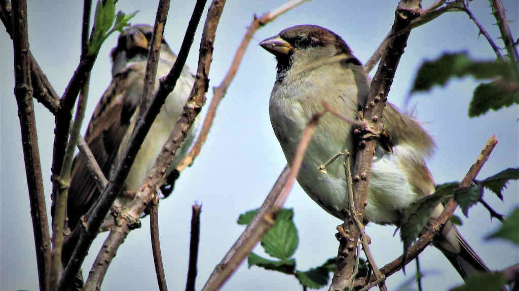 Dous paxaros, un dos símbolos do Día da Candeloria (Foto: Nós Diario).