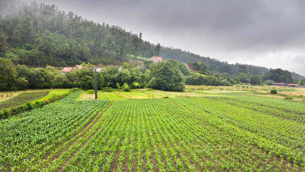 Plantación no concello de Poio, comarca de Pontevedra.
