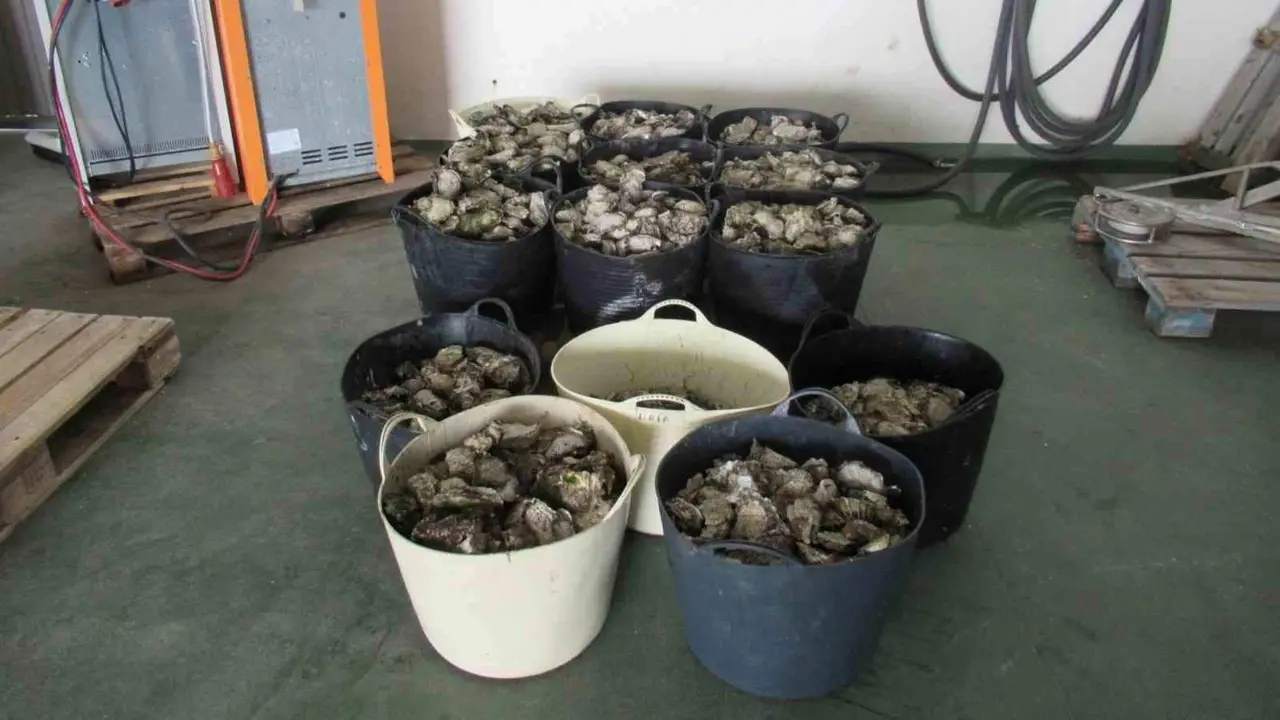 Ostras comisadas en Ribadeo (Foto: Europa Press).