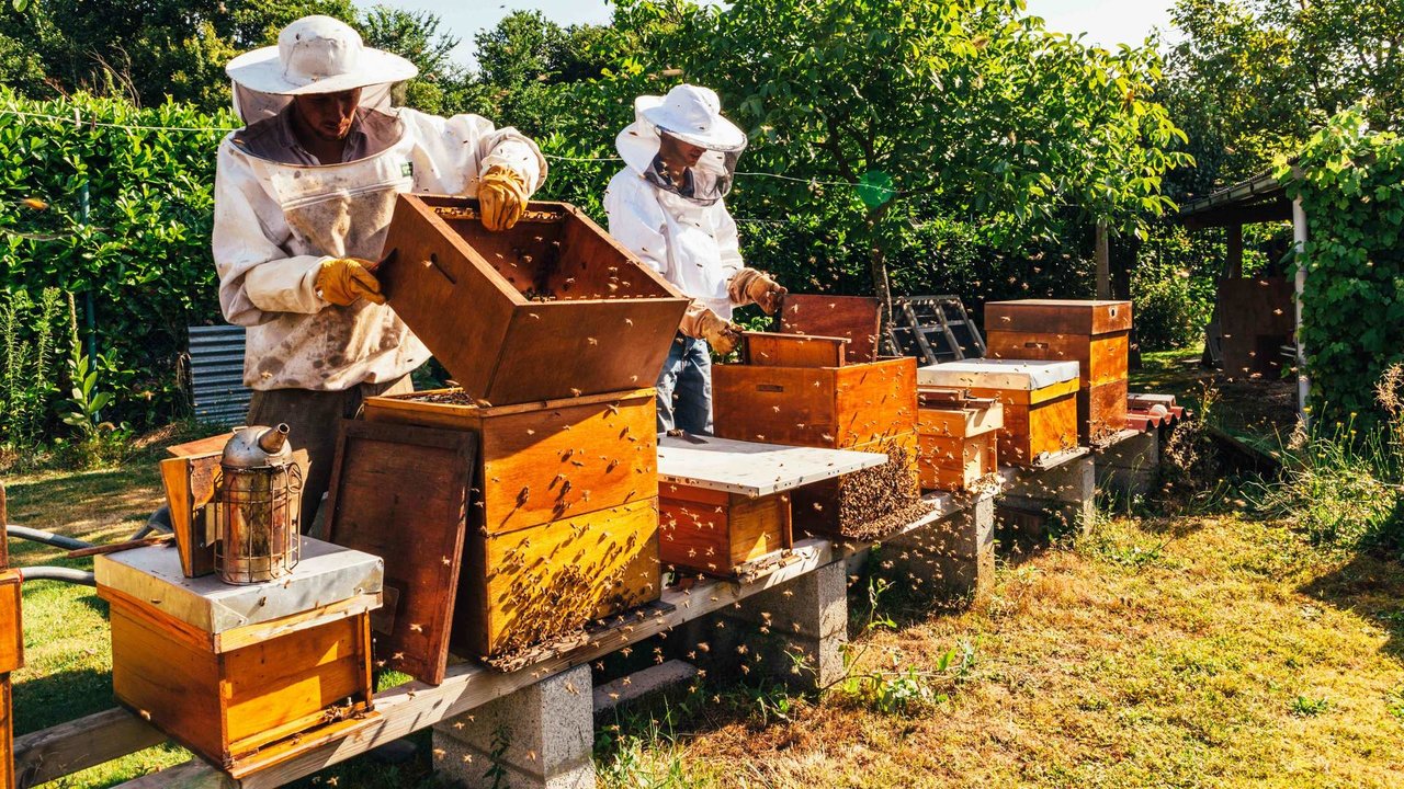 Aínda sen coñecerse os datos do mes de decembro, en 2022 bateuse o récord de importación de mel (Foto: Nós Diario).