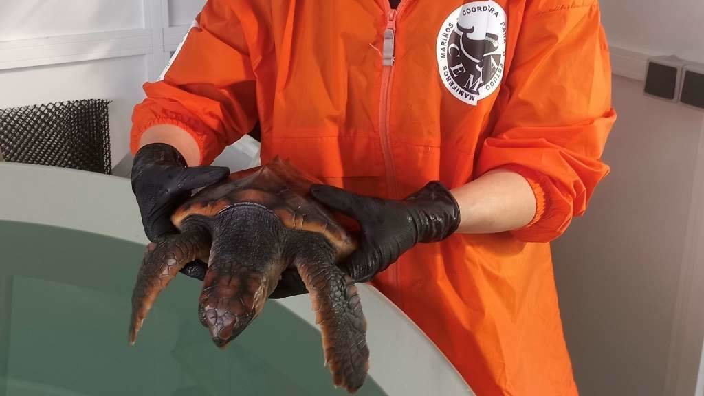 A tartaruga Ferdylan foi capturada accidentalmente por un pesqueiro perto de Cariño. (Foto: Europa Press)