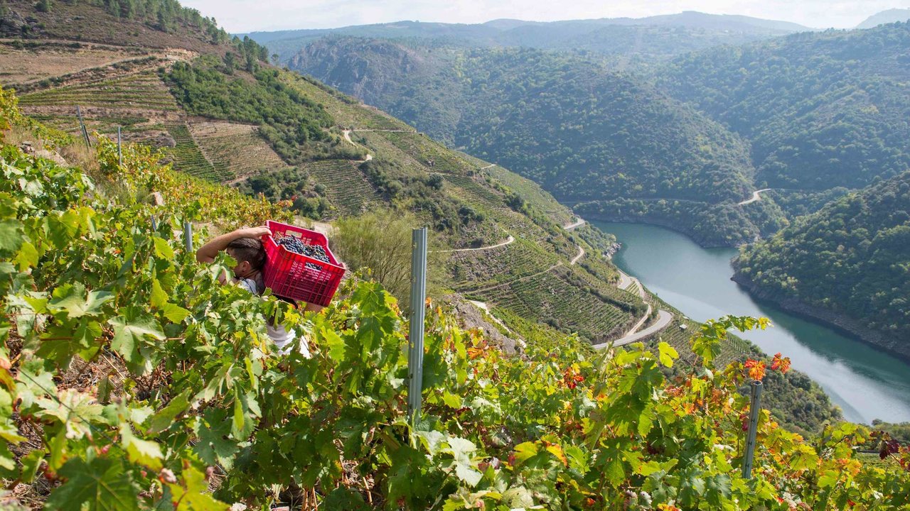 A viticultura da Ribeira Sacra ten limitacións naturais pola pendente (Foto: Emilio Romanos).
