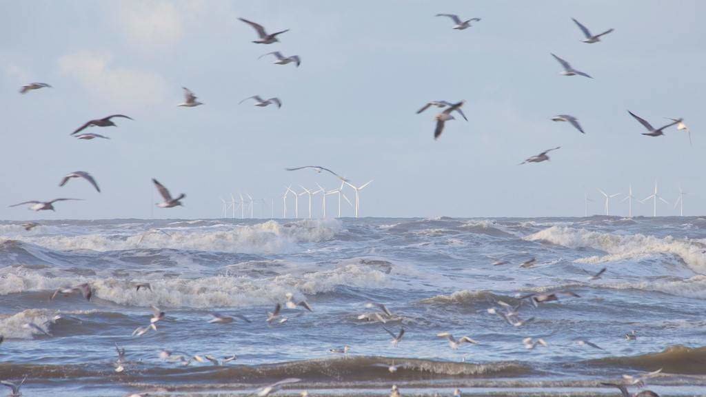 Unha bandada de gaivotas fronte a un parque de eólica mariña nos Países Baixos. (Foto: Gigra)