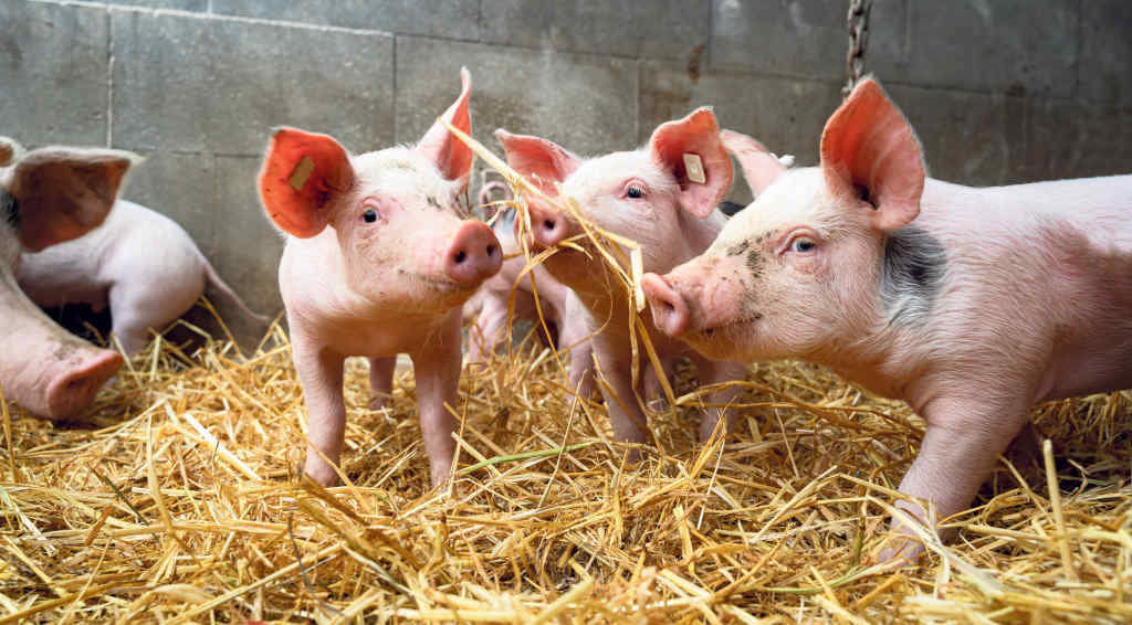 A provincia de Barcelona produce máis porcos que toda Galiza (Foto: Nós Diario).