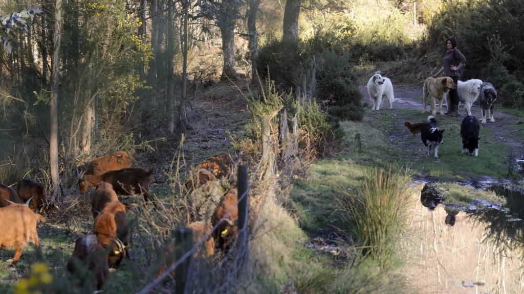 Cans de pastoreo acompañan un rabaño de cabras polo monte común de Borreiques, Guntín. (Foto: Carlos Castro / Europa Press).