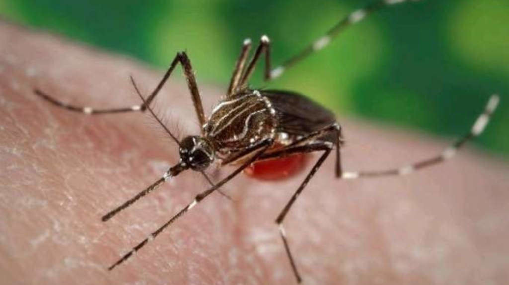 Un exemplar de 'Aedes aegypti', o mosquito que transmite o zika e o dengue (Foto: Goberno de Canarias).