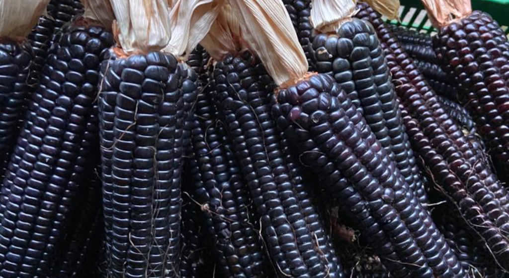 As espigas de millo átanse polo follaco para colgalas a secar (Foto: A.C. Meiro).
